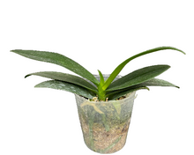 Načíst obrázek do prohlížeče Galerie, Dtps. Little Gem Stripes 'Cat King' - Phal. Little Flash {883}