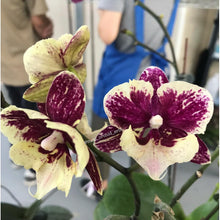 Lade das Bild in den Galerie-Viewer, Phal. SKB Black Lace × (Brother Amar × Heliodor 'Star Green Angel')