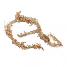 Načíst obrázek do prohlížeče Galerie, Dry Sphagnum - Rašeliník je vláknitý mech pocházející z Chile.A1