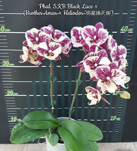 Lade das Bild in den Galerie-Viewer, Phal. SKB Black Lace × (Brother Amar × Heliodor 'Star Green Angel')