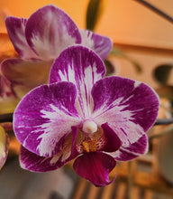 Načíst obrázek do prohlížeče Galerie, Dtps. Little Gem Stripes 'Cat King' - Phal. Little Flash {883}