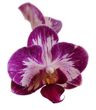 Načíst obrázek do prohlížeče Galerie, Dtps. Little Gem Stripes 'Cat King' - Phal. Little Flash {883}