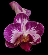 Načíst obrázek do prohlížeče Galerie, Dtps. Little Gem Stripes 'Cat King' - Phal. Little Flash {883}