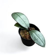 Lade das Bild in den Galerie-Viewer, Phalaenopsis sanderiana 'Silver Leaves' rare botanical orchids