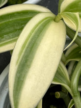 Lade das Bild in den Galerie-Viewer, Vanilla planifolia 'Albo-Variegata' (8/9cm pot
