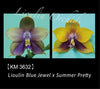 Phal. Lioulin Blue Jewel x Summer Pretty KM3632 Voňavá