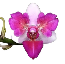 Načíst obrázek do prohlížeče Galerie, Liu's Berry Trinity 'Peloric' {5058-3}