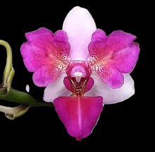 Načíst obrázek do prohlížeče Galerie, Liu's Berry Trinity 'Peloric' {5058-3}