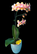 Načíst obrázek do prohlížeče Galerie, Phal. Monster Rainbow {5301}