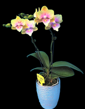 Načíst obrázek do prohlížeče Galerie, Phal. Big Lip Baby Heart {6880}