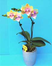 Načíst obrázek do prohlížeče Galerie, Phal. Big Lip Baby Heart {6880}