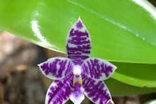 Načíst obrázek do prohlížeče Galerie, Phal. Lioulin Blue Parrot x Lioulin Blue Parrot KM3441 Voňavá