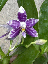 Načíst obrázek do prohlížeče Galerie, Phal. Lioulin Blue Parrot x Lioulin Blue Parrot KM3441 Voňavá