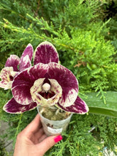 Lade das Bild in den Galerie-Viewer, Phal. SKB Black Lace × (Brother Amar × Heliodor 'Star Green Angel')