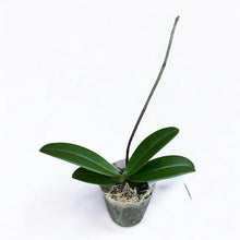 Lade das Bild in den Galerie-Viewer, Phal. SKB Black Lace × (Brother Amar × Heliodor 'Star Green Angel')