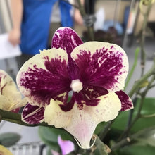 Lade das Bild in den Galerie-Viewer, Phal. SKB Black Lace × (Brother Amar × Heliodor 'Star Green Angel')