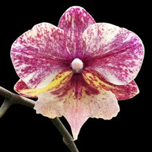 Lade das Bild in den Galerie-Viewer, Phal. SKB Black Lace × (Brother Amar × Heliodor 'Star Green Angel')