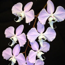 Lade das Bild in den Galerie-Viewer, Phalaenopsis sanderiana 'Silver Leaves' rare botanical orchids