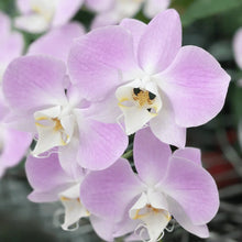 Lade das Bild in den Galerie-Viewer, Phalaenopsis sanderiana 'Silver Leaves' rare botanical orchids