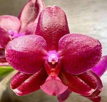 Načíst obrázek do prohlížeče Galerie, Phal.Sogo Relex aroma {9666}