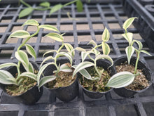 Lade das Bild in den Galerie-Viewer, Vanilla planifolia 'Albo-Variegata' (8/9cm pot