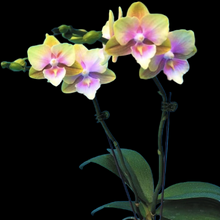 Načíst obrázek do prohlížeče Galerie, Phal. Big Lip Baby Heart {6880}