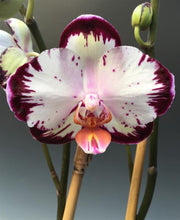 Načíst obrázek do prohlížeče Galerie, Phal. Ever Spring Prince-Dancing Girl 9327