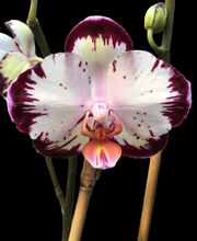 Načíst obrázek do prohlížeče Galerie, Phal. Ever Spring Prince-Dancing Girl 9327