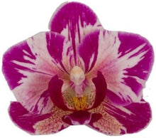 Načíst obrázek do prohlížeče Galerie, Dtps. Little Gem Stripes 'Cat King' - Phal. Little Flash {883}