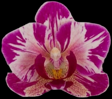 Načíst obrázek do prohlížeče Galerie, Dtps. Little Gem Stripes 'Cat King' - Phal. Little Flash {883}