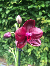 Načíst obrázek do prohlížeče Galerie, Phal.Sogo Relex aroma {9666}