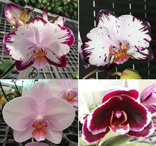 Načíst obrázek do prohlížeče Galerie, Phal. Ever Spring Prince-Dancing Girl 9327