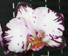 Načíst obrázek do prohlížeče Galerie, Phal. Ever Spring Prince-Dancing Girl 9327