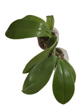 Načíst obrázek do prohlížeče Galerie, Dtps. Little Gem Stripes 'Cat King' - Phal. Little Flash {883}