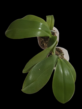 Načíst obrázek do prohlížeče Galerie, Dtps. Little Gem Stripes 'Cat King' - Phal. Little Flash {883}