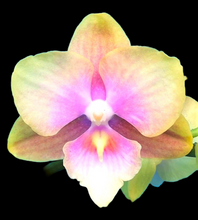 Načíst obrázek do prohlížeče Galerie, Phal. Big Lip Baby Heart {6880}