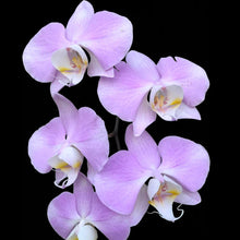 Lade das Bild in den Galerie-Viewer, Phalaenopsis sanderiana 'Silver Leaves' rare botanical orchids