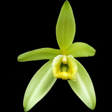 Lade das Bild in den Galerie-Viewer, Vanilla planifolia 'Albo-Variegata' (8/9cm pot