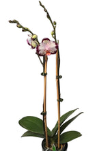 Načíst obrázek do prohlížeče Galerie, Phal. Ever Spring Prince-Dancing Girl 9327