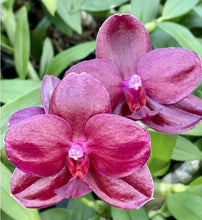 Načíst obrázek do prohlížeče Galerie, Phal.Sogo Relex aroma {9666}