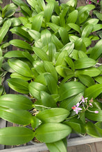 Lade das Bild in den Galerie-Viewer, Phalaenopsis.Tying Shin Smart
