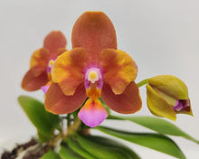 Načíst obrázek do prohlížeče Galerie, Phalaenopsis PF 5072-5073 Voňavá SLEVA
