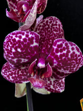 Lade das Bild in den Galerie-Viewer, Phalaenopsis Wildkatze (Herzstamm)
