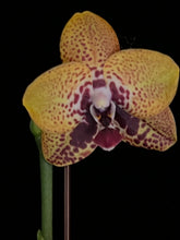 Načíst obrázek do prohlížeče Galerie, Phal. Zheng Min Smaragdine
