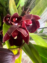 Lade das Bild in den Galerie-Viewer, 3 Cymbidium Black bundle
