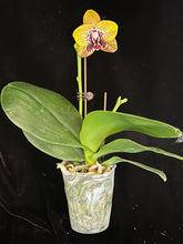 Načíst obrázek do prohlížeče Galerie, Phal. Zheng Min Smaragdine
