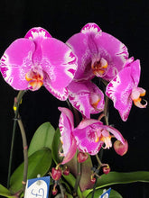 Lade das Bild in den Galerie-Viewer, Phalaenopsis Fontano Swarovski Nr. 9
