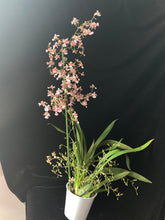 Lade das Bild in den Galerie-Viewer, Oncidium Rosy Sunset – stark duftend – blühend
