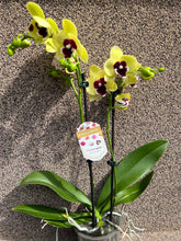 Lade das Bild in den Galerie-Viewer, Phalaenopsis Limited G25
