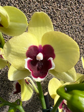 Lade das Bild in den Galerie-Viewer, Phalaenopsis Limited G25
